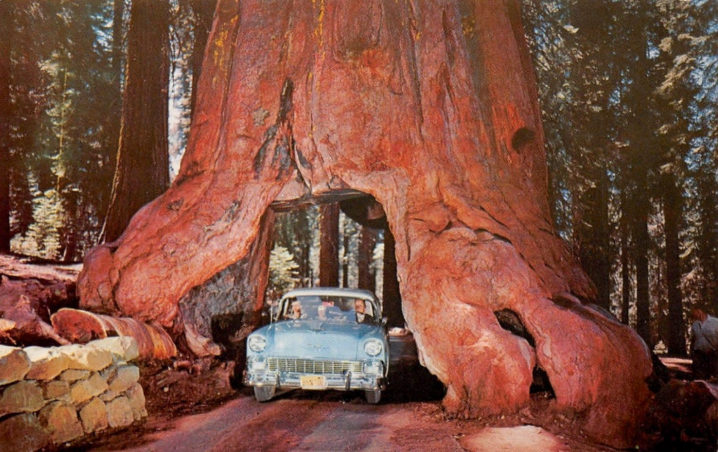 Cc Outtake Volvo 244 Dl As Long Lived As A Redwood Tree 